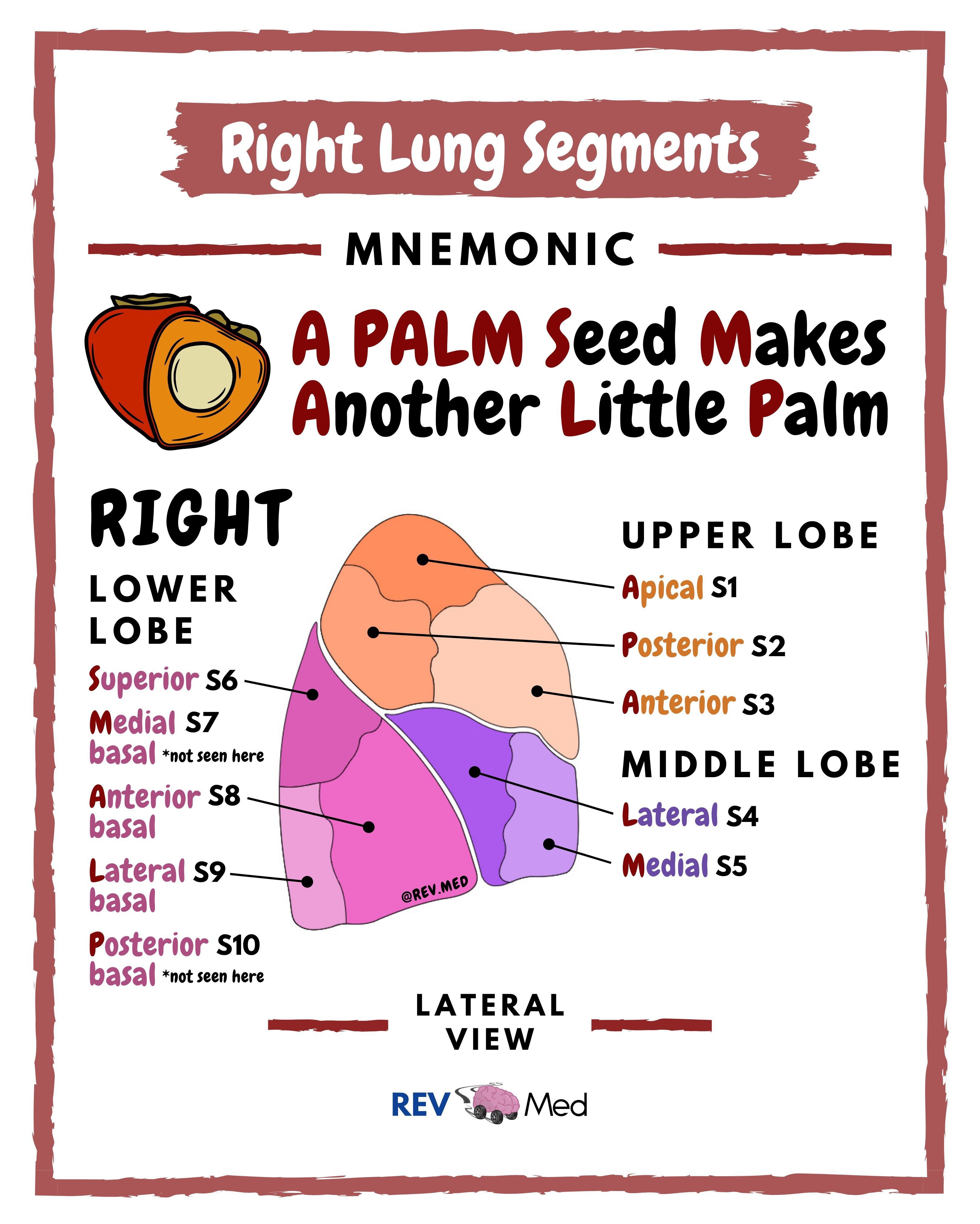 respiratory mnemonics