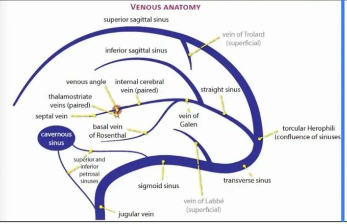 Venous Anatomy