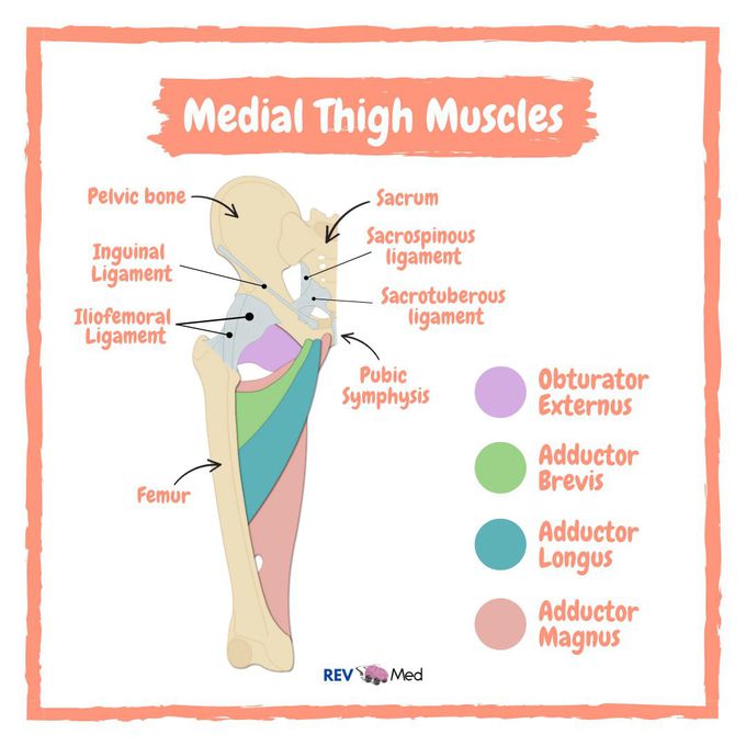 Medial Thigh Muscles