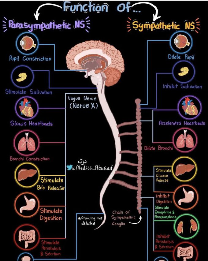 Function of parasympathetic and sympathetic NS