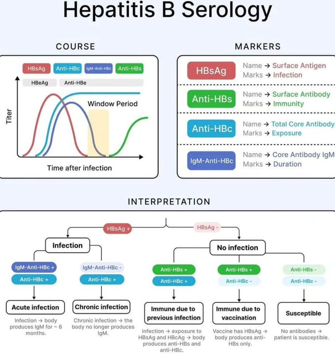 Hepatitis B Serology