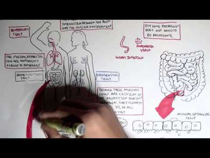 Mucosal Immunity Overview