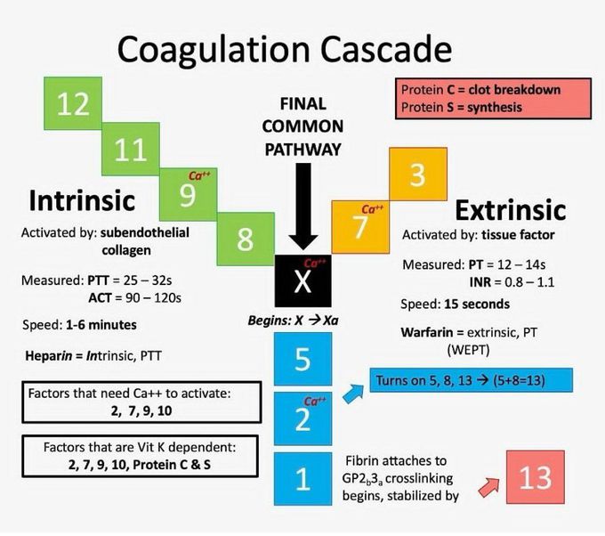 Coagulation Cascade