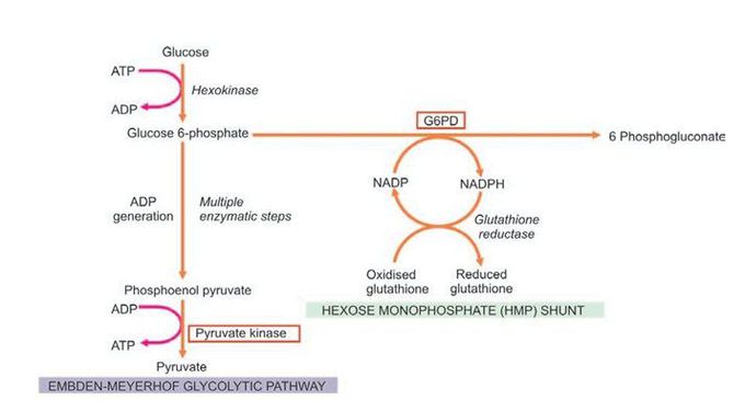 Glycolysis and HMP shunt