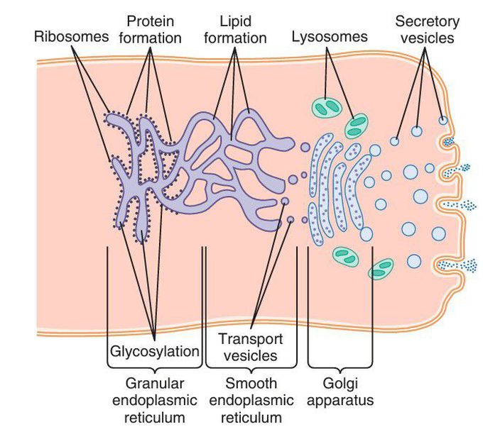 Vesicles formation