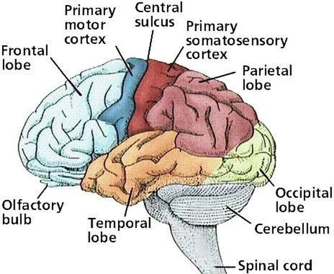 Cerebral Cortex Anatomy