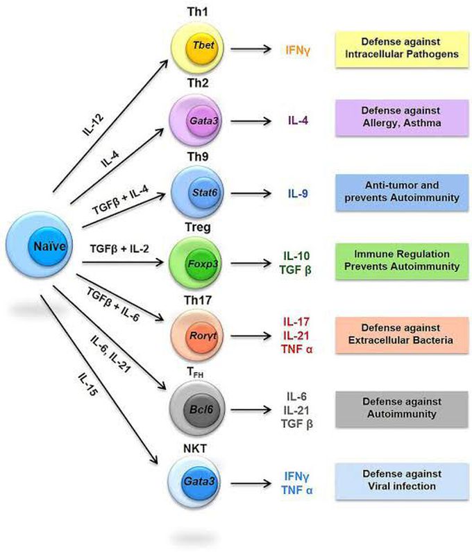 T cell differentiation, regulatory molecules and genes. T cell functions