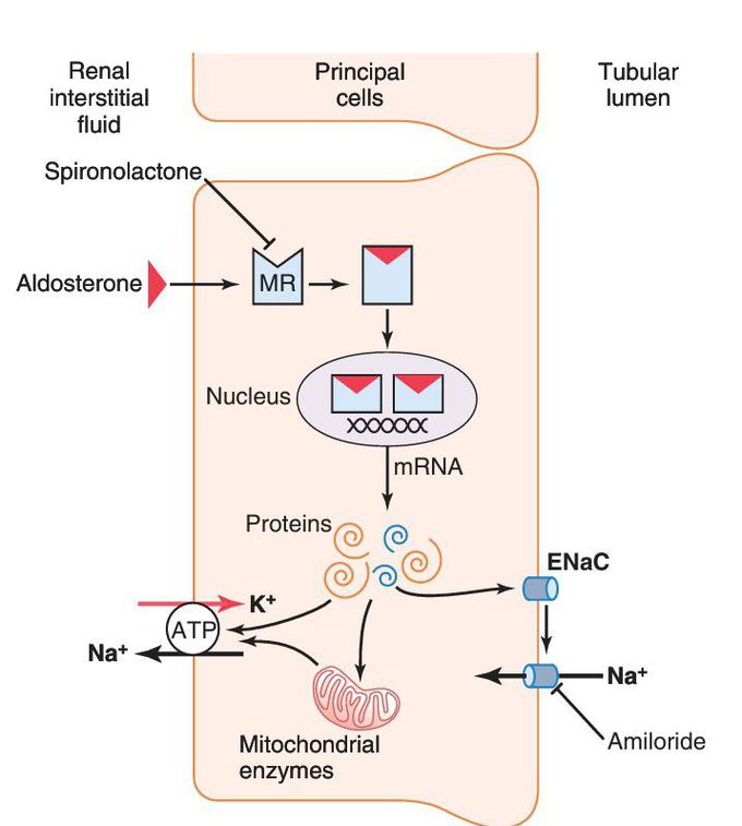 Aldosterone-responsive epithelial cell signaling pathways. 