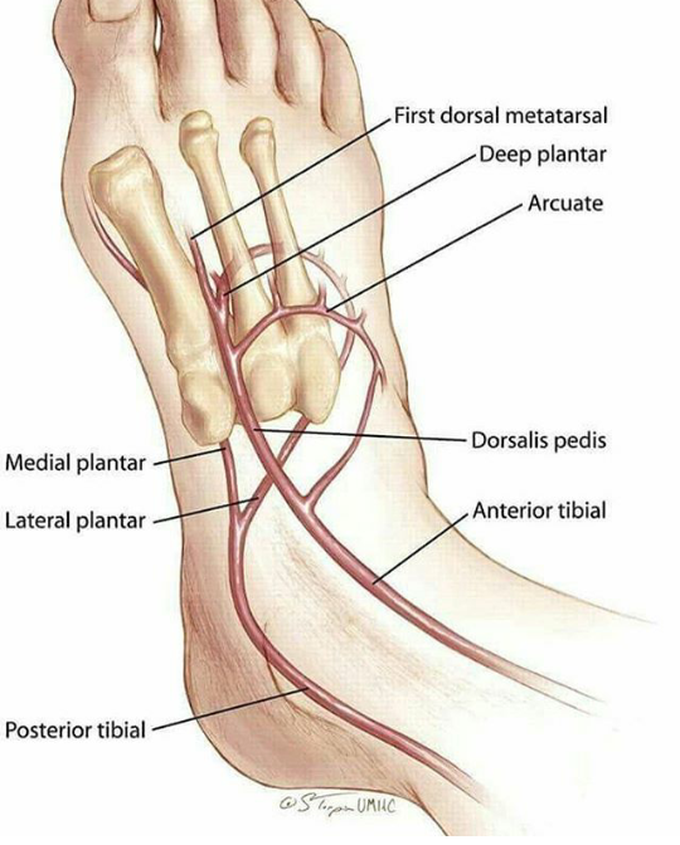 Foot