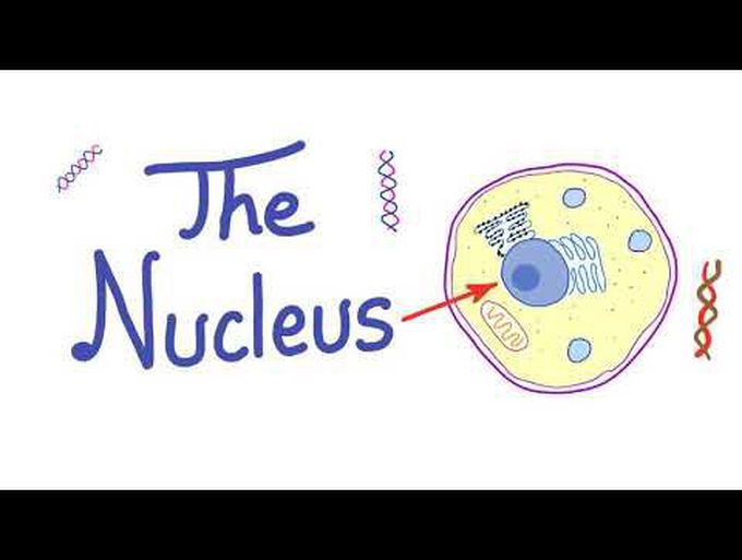 The Nucleus “the control freak”