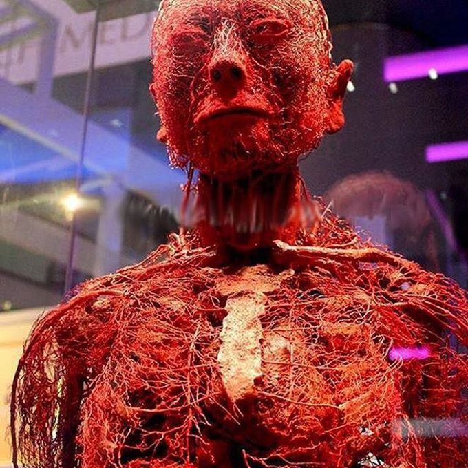 Blood Circulatory System
