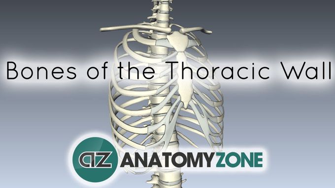 Bones of the Thoracic Wall | 3D Anatomy Tutorial
