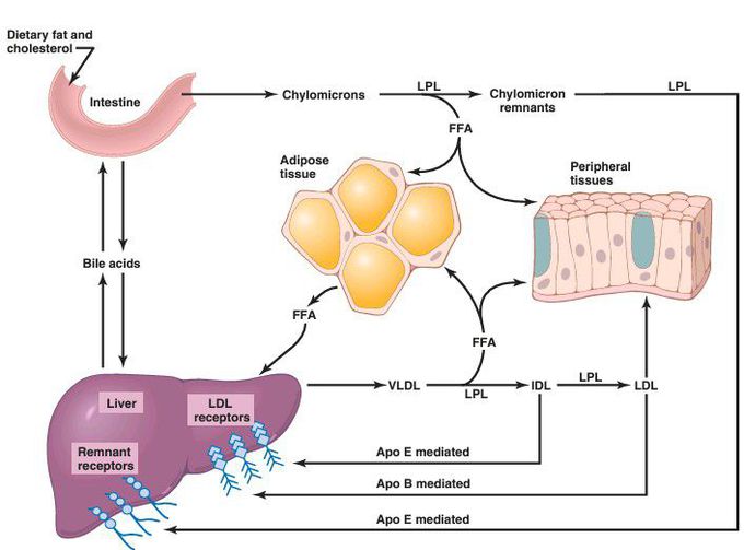 Chylomicrons metabolism