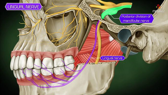 Mandibular nerve - Gross Anatomy 