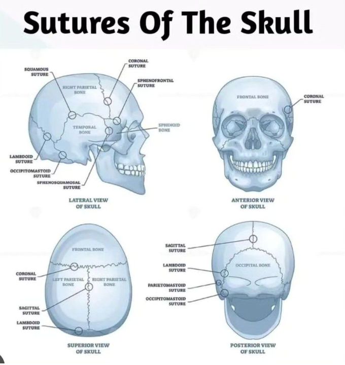 Sutures of the Skull