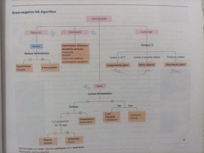 Gram negative lab algorithm