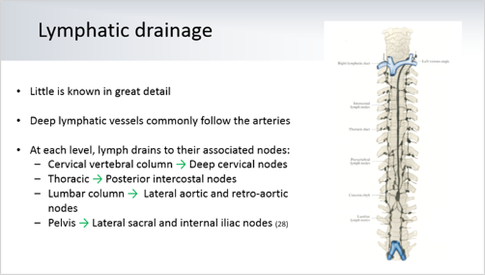 Lymphatic drainage of spinal cord