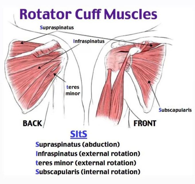 Rotator Cuff Muscles