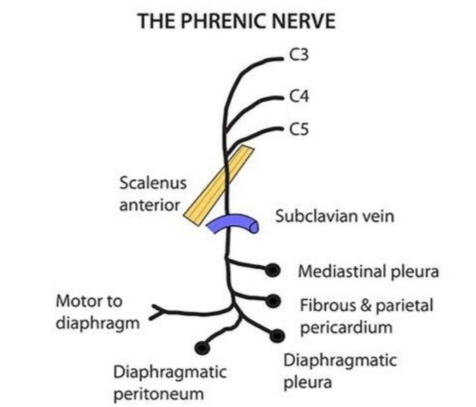 C3 -C5 neck