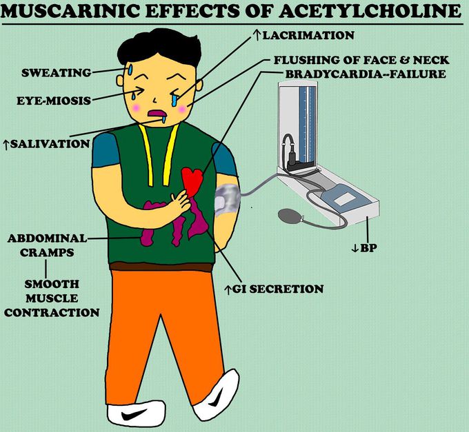 Muscarinic effects of acetylcholine