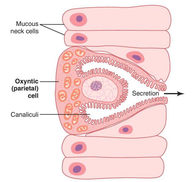 Oxyntic cell