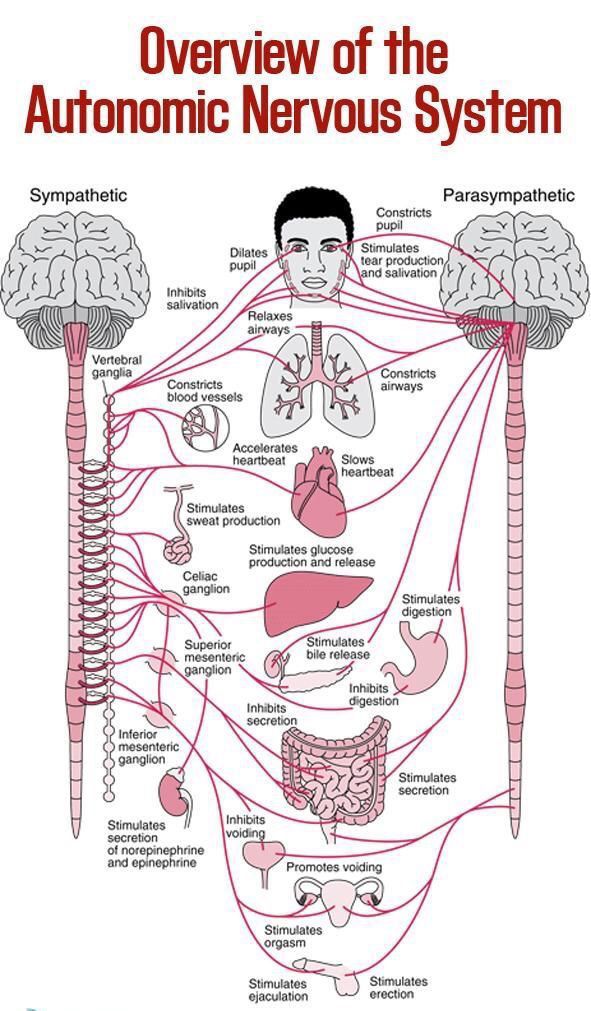 Autonomic Nervous System Overview - MEDizzy