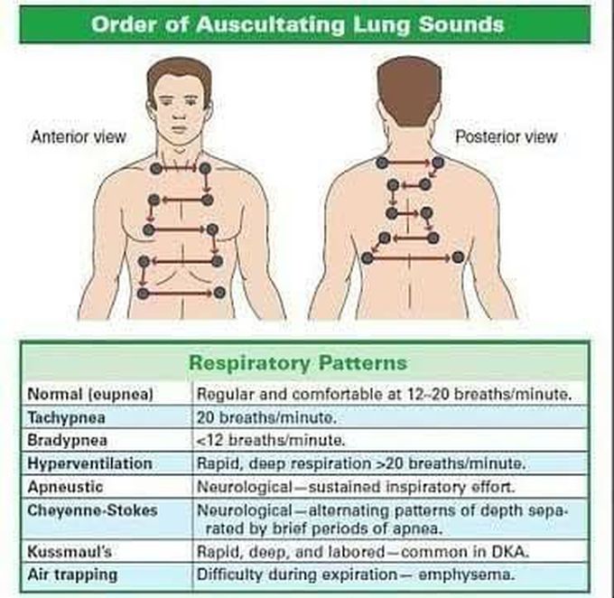 Order of Auscultating Lung Sounds