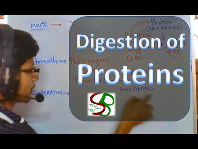 Physiology of digestion of protein