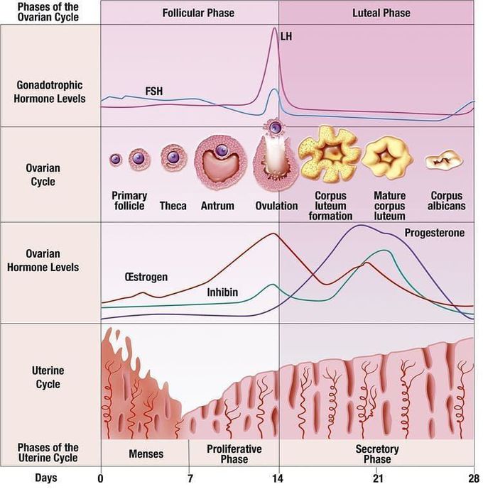 Phase of ovarian cycle