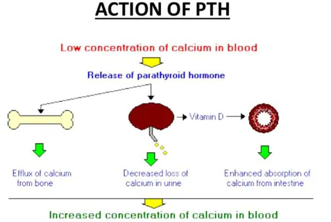 Action of PTH