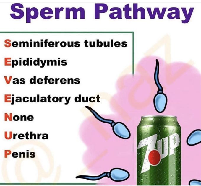 Sperm pathway