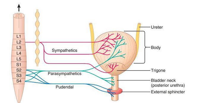 Urinary bladder