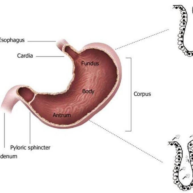 stomach anatomy antrum