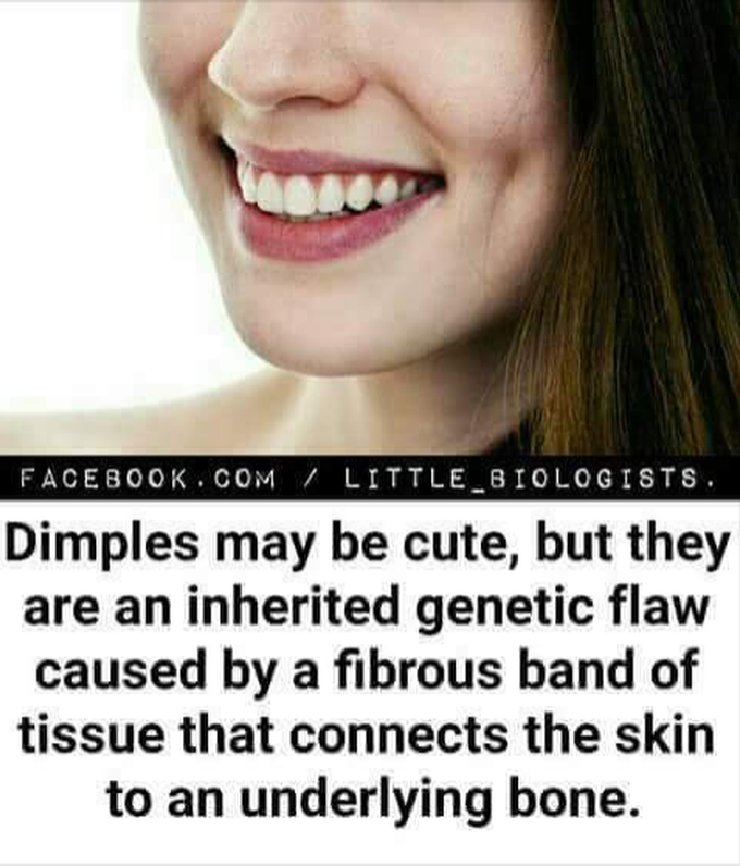 Dimple♡