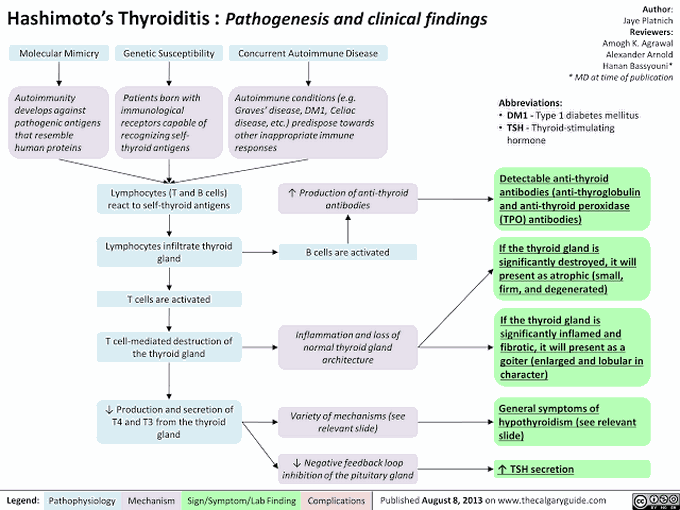 Hashimoto's Thyroiditis