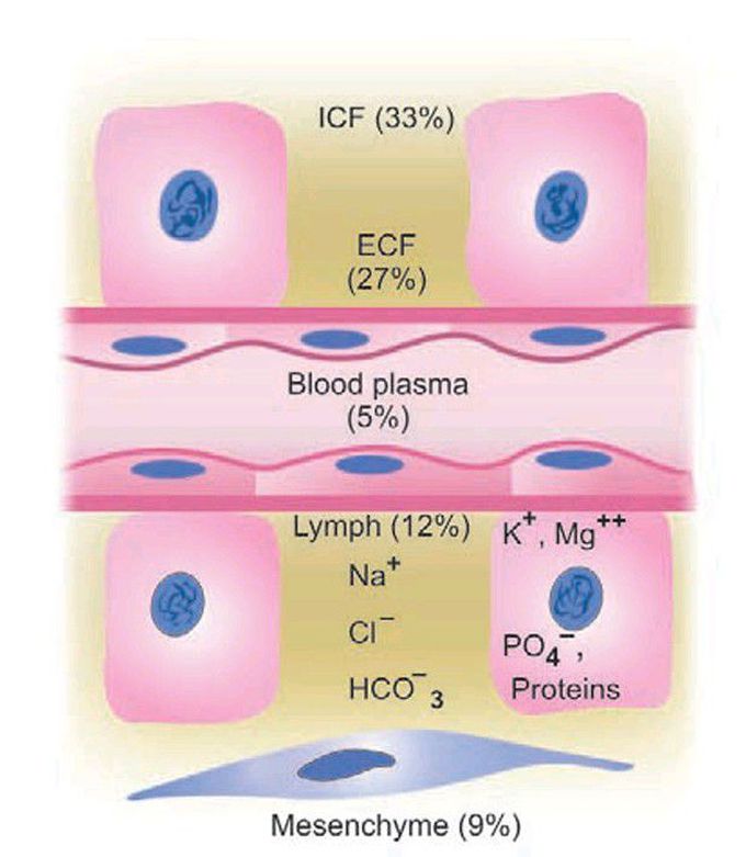 Body fluid compartments