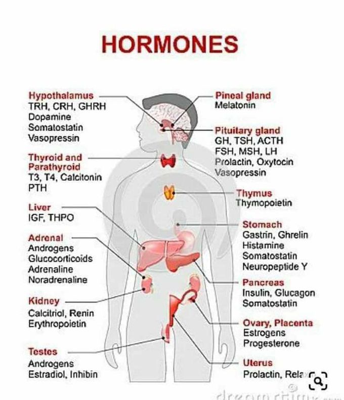 Hormones
