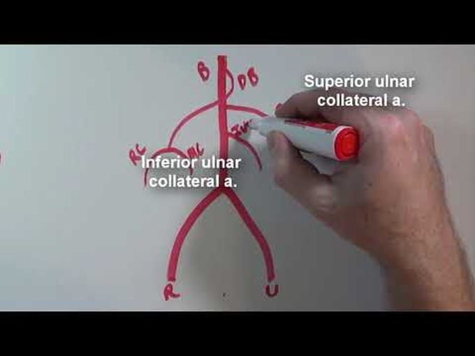 Arterial Anastomosis Around the Elbow Joint