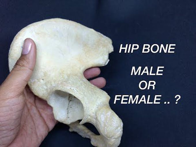 Male vs Female Pelvis