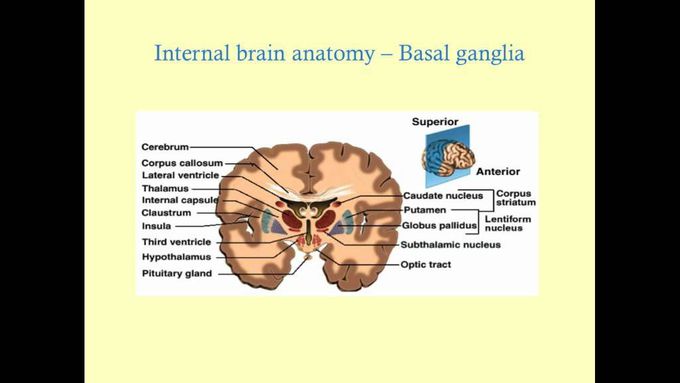 Essentials of Neuroanatomy - CRASH! Medical Review Series