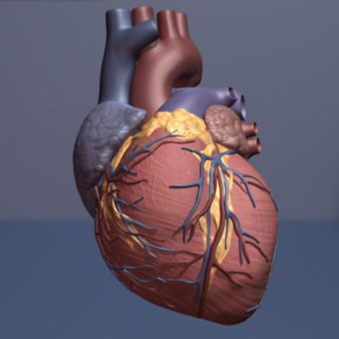 Bioengineers create new virtual 3-D heart for clinical use