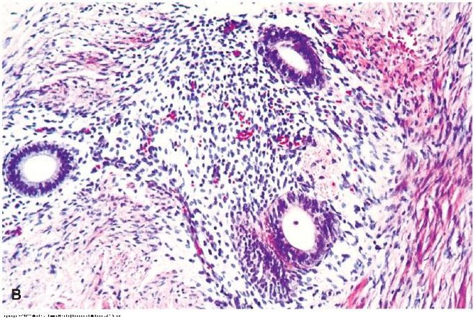 Female genital: Ovary