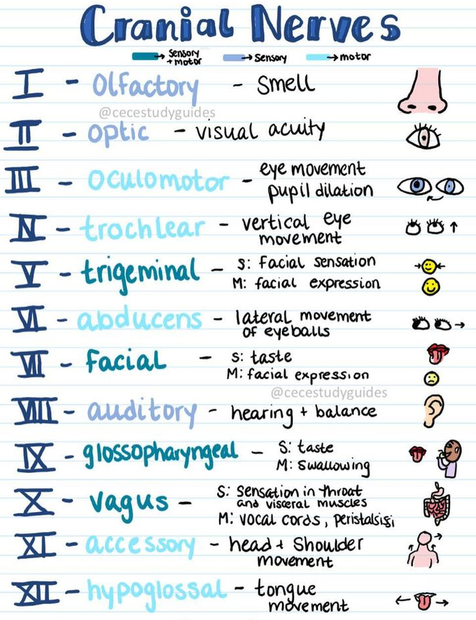 Cranial Nerves