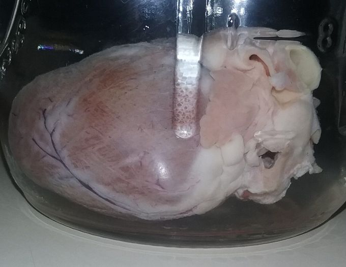 Coon heart