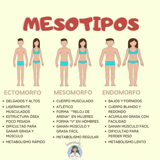 Biotipos de Sheldon o Mesotipos