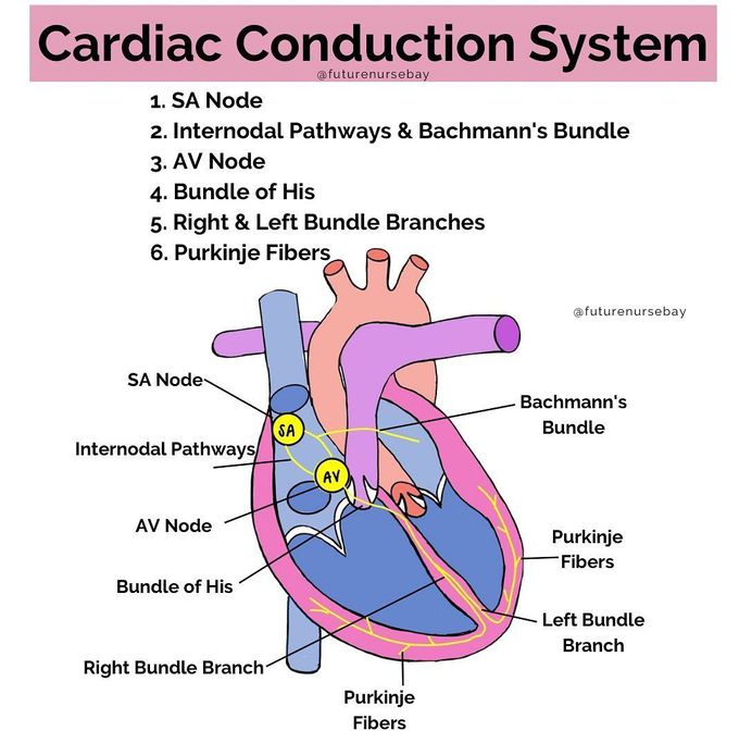 Cardiac Conduction System