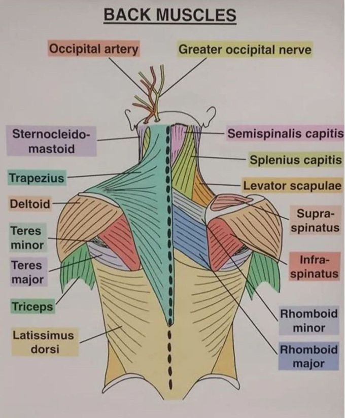 Back Muscles