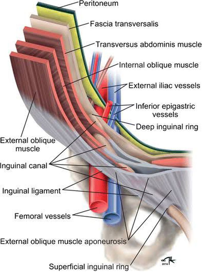 Inguinal Canal