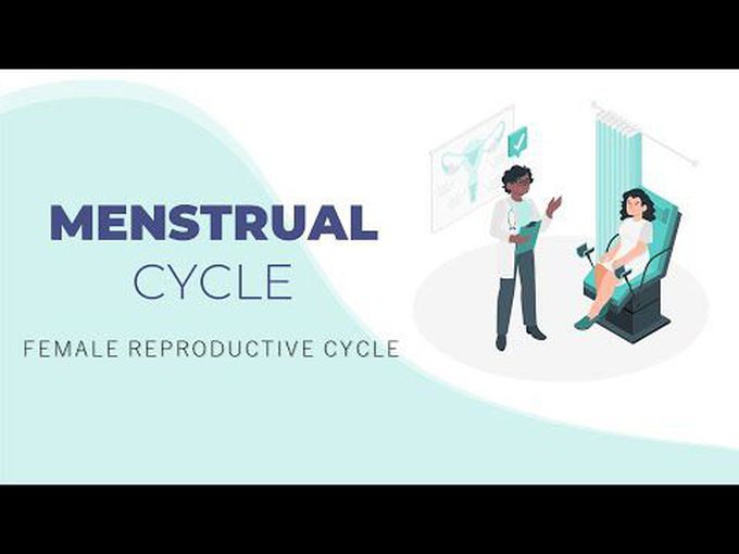Menstrual cycle | Female reproductive cycle