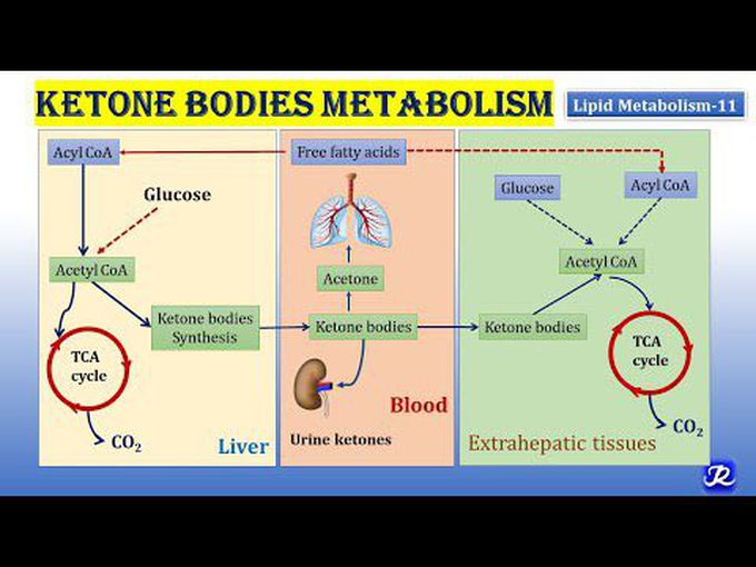 Metabolism of Ketone bodies described in detail